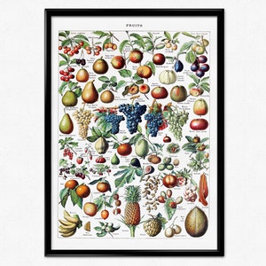 Adolphe Millot Poster, Vintage botanische Illustration, Larousse Druck, Antike Obstkarte von Adolphe Millot, Küche Poster, Dekoration