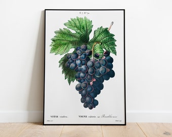 Kitchen Wall Poster, Vintage Grape Painting, Hand Drawn Botanical Poster, Kitchen Wall Art, Farmhouse Decor