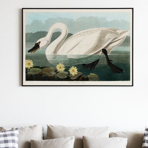 Vintage Swan Painting, American Swan Poster from Birds of America, Vintage Bird Illustration, Animal Print, John James Audubon, Home Decor