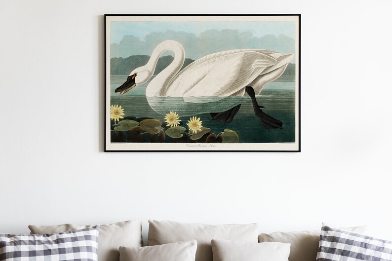 Vintage Swan Painting, American Swan Poster from Birds of America, Vintage Bird Illustration, Animal Print, John James Audubon, Home Decor