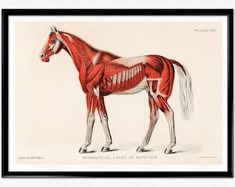 1907 年頃 子宮内の子馬 リトグラフ • オリジナルアンティークプリント