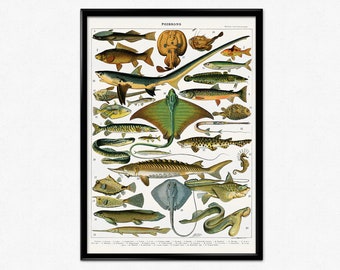 Póster vintage de animales de Adolphe Millot, con estampado de peces, tiburones y rayas, ilustración de Larousse.