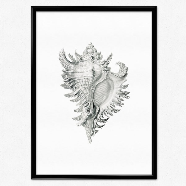 Ernst Haeckel Print, Vintage Shell Marine Life Illustration, Marine Illustration Poster, Kunstformen der Natur, Shell Drawing, Home Decor