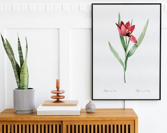 Vintage Flower Print, Tulip  Botanical Poster, Vintage Floral Illustration, Vintage Hand Drawn Botanical Art, Redoute Art Print