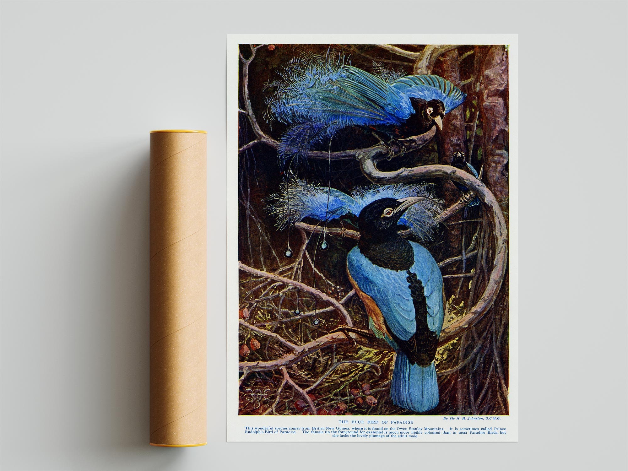 Bird Poster Vintage Animal Print Blue Bird of Paradise