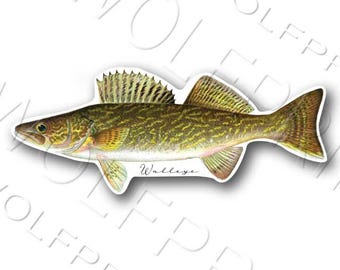 Walleye Bass Muskellunge Pike Crappie Bluegill Perch Fish Sticker 6" or 11" Wide  Boat Car Window Fishing Decal