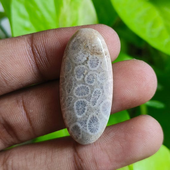 Top Grade Quality 100% Natural Fossil Coral Cabochon Loose Gemstone For Making Jewelry Polished stone For Jewelry making [26CTs 36x16