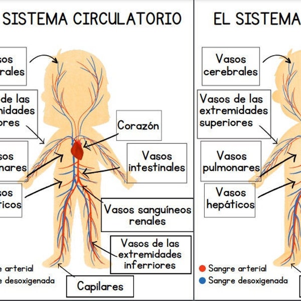 SPANISH Circulatory System for Kids, Interactive Printable Study Guide, Body Parts for Kids, Body Anatomy, Science Unit, Healthcare Study