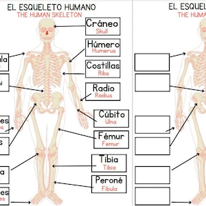 Op de afbeelding: Een diagram van het menselijk skelet met labels in het Spaans en Engels. Het skelet wordt getoond in een staande positie met de botten gelabeld in beide talen. De labels omvatten: Clavicula (Clavicle), Columna vertebral (Spine), Falanges (Phalanges), Pelvis (Pelvis), Rótula (Patella), Cráneo (Skull), Húmero (Humerus), Costillas (Ribs), Radio (Radius), Cúbito (Ulna), Fémur (Femur), Tibia (Tibia), Peroné (Fibula).