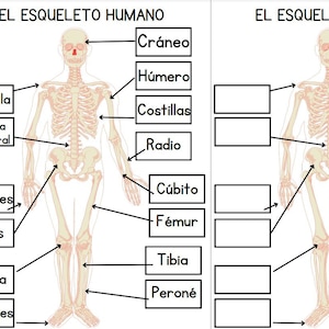 May include: An educational diagram of the human skeletal system, labeled in Spanish. The illustration shows a front view of a human skeleton with labeled parts such as the skull, ribs, and femur. The text "EL ESQUELETO HUMANO" is at the top.