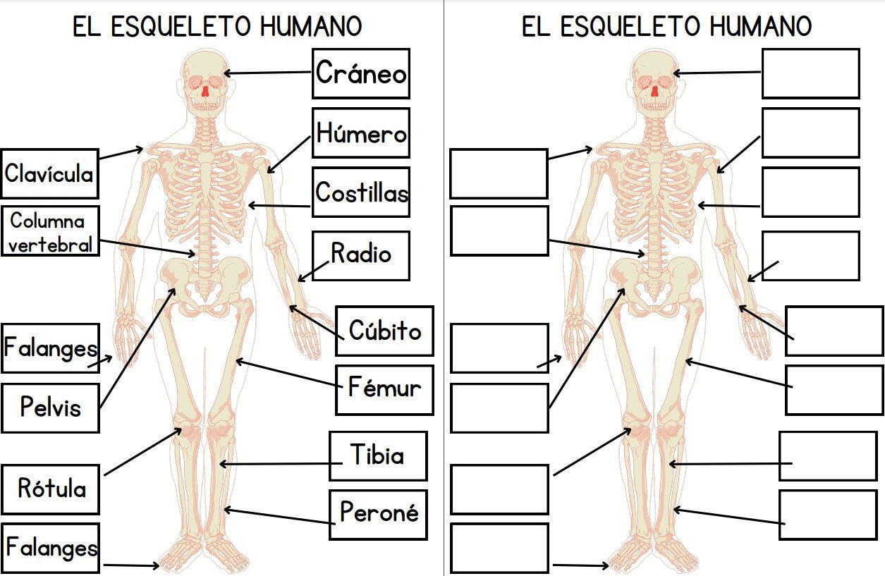 Esqueleto humano en ESPAÑOL para niños, guía de estudio interactiva ...