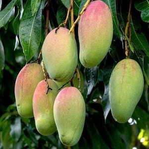 Grafted, Pickering  Mango Tree. grafted in 1/2  gallon pot