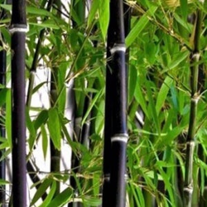 Black Asper Bamboo in 6 Pot, Bambu Hitam - Etsy