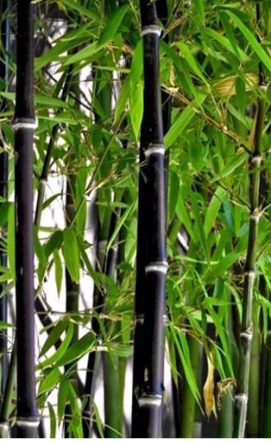 Black Asper Bamboo in 6" Pot, Bambu Hitam. NO Ship to HI