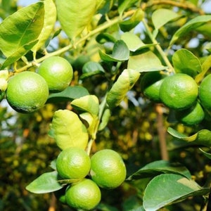 Key Lime Tree in half Gallon Pot, Grafted,  Florida Shipping Only