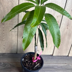 Op de afbeelding: Een kleine groene mango boom in een zwarte pot met bruine aarde. De boom heeft een roze band om de stam.
