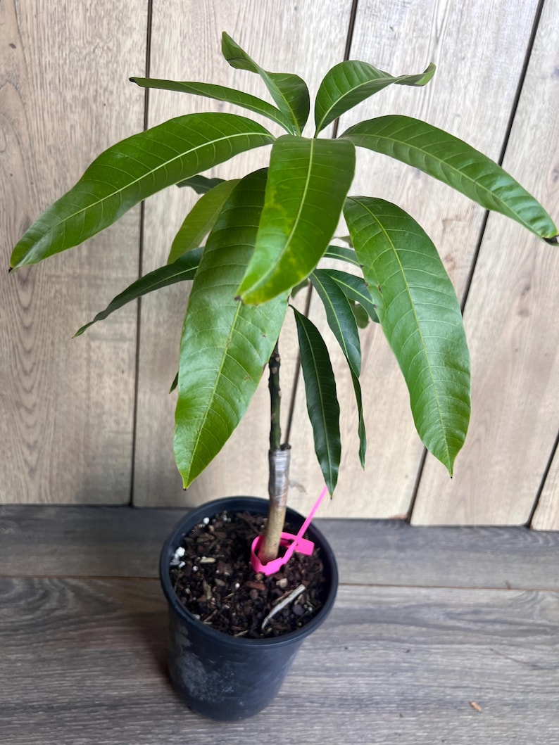 Op de afbeelding: Een kleine groene mango boom in een zwarte pot met bruine aarde. De boom heeft een roze band om de stam.