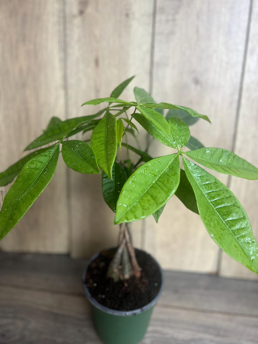 Braided Money Tree Plant - Pachira Aquatica - 4