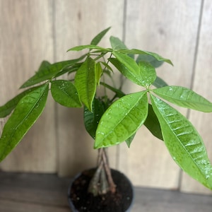 May include: A green potted plant with lush, green leaves. The plant has a braided trunk and is growing in a dark green pot.