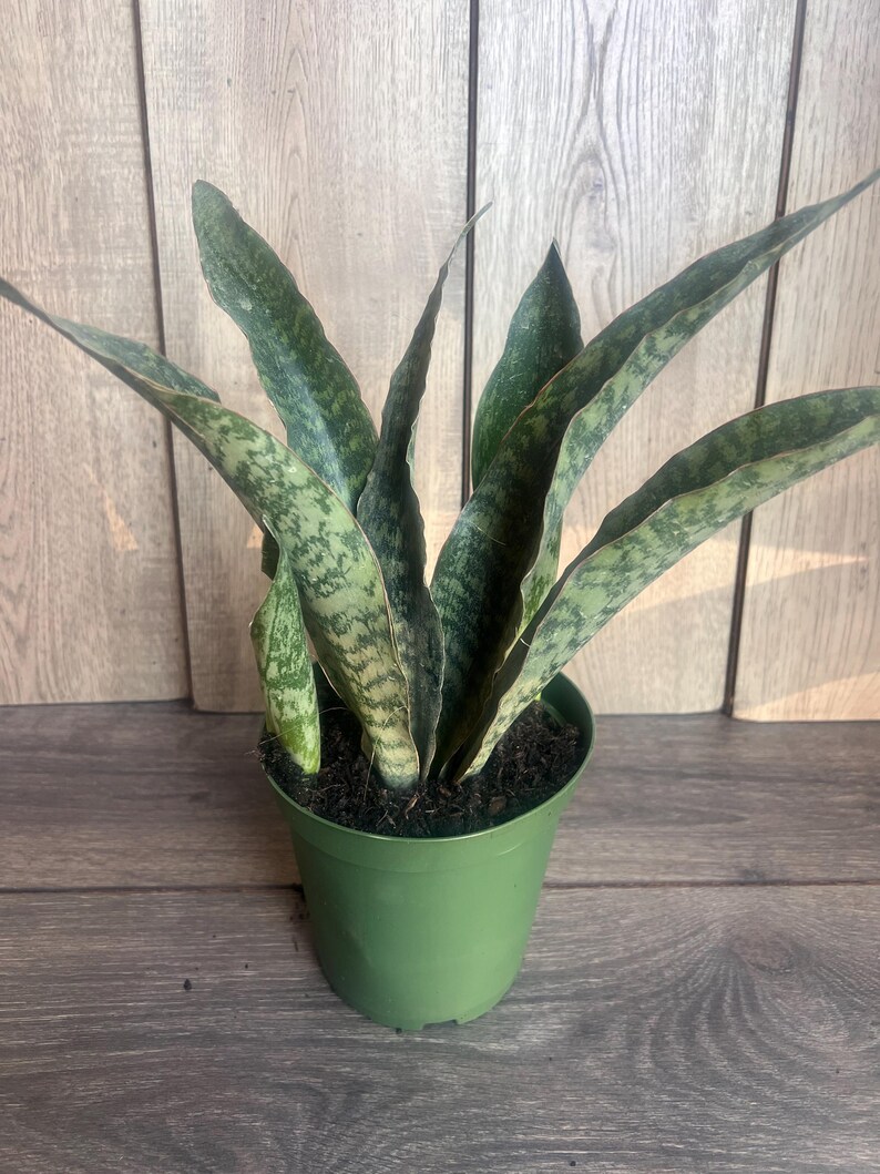 Thegreenshouse Sansevieria Jaboa Snake Plant - Thumbnail 2