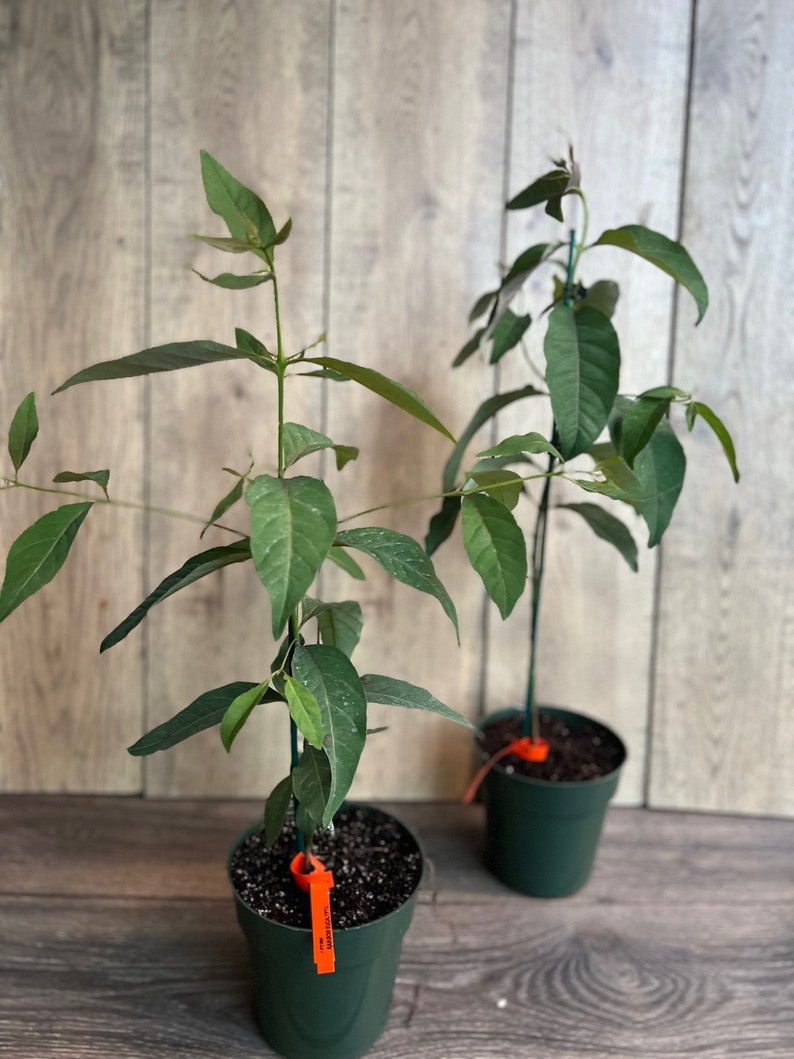 Rainbow Eucalyptus, deglupta, in half gallon Pot image 7