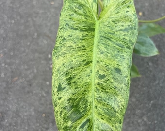 May include: A large, green leaf with white variegation. The leaf is heart-shaped and has a prominent central vein.
