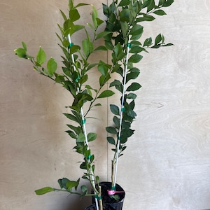 Red Finger Lime Tree , 1/2 Gallon Pot , UF KB -8,  Microcitrus australasica in Half Gal Pot,air layered,  Florida Shipping Only