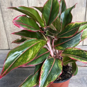 Aglaonema Siam, Siam Aurora Aglaonema in 6&quot; Pot