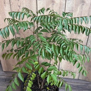 Large, Curry Leaf Plant, Murraya Koenigii in 10" Pot