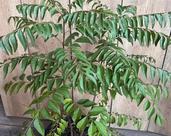 Large, Curry Leaf Plant, Murraya Koenigii in 10" Pot