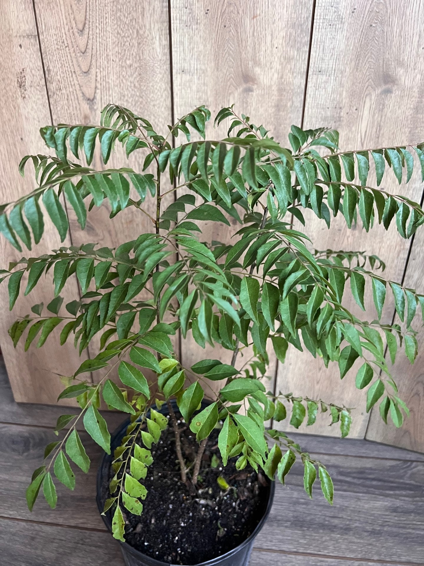 Curry Leaf Plant, Murraya Koenigii in 10