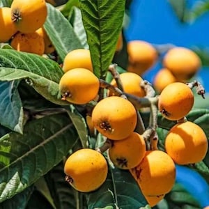 May include: Close-up of a loquat tree branch laden with ripe, orange-yellow fruit. The fruits are clustered among large, green leaves, with a bright blue sky in the background. The loquats have a slightly fuzzy texture.