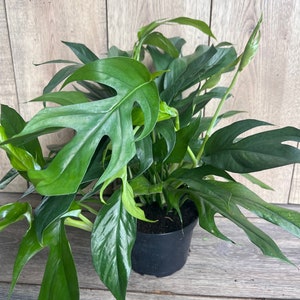 Rare Baltic Blue Pothos, Epipremnum pinnatum in 6&quot; Pot