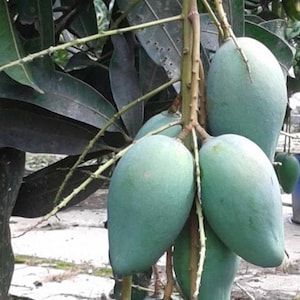 Mallika Mango Tree. grafted in 3 gallons pot, No Ship to CA and HI