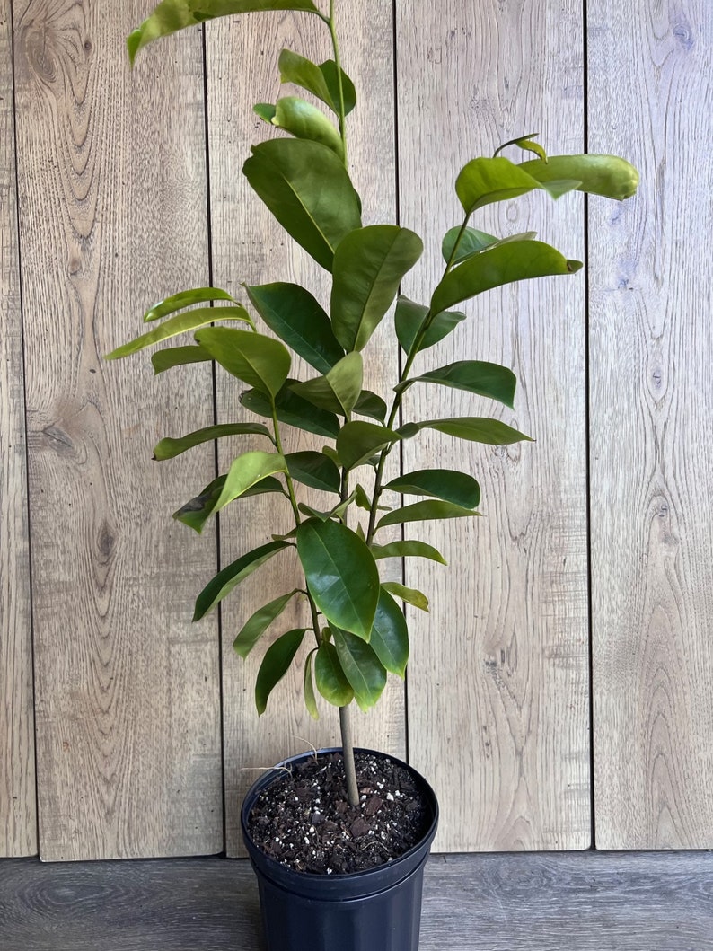 Soursop Tree, guanabana in Half gallon pot , Sirsak, Anona Muricata image 5