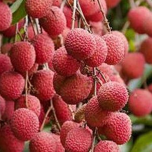 May include: A bunch of ripe lychees hanging from a tree branch. The lychees are red and have a rough, bumpy texture.