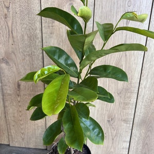 Soursop Tree, guanabana in Half gallon pot , Sirsak, Anona Muricata image 2