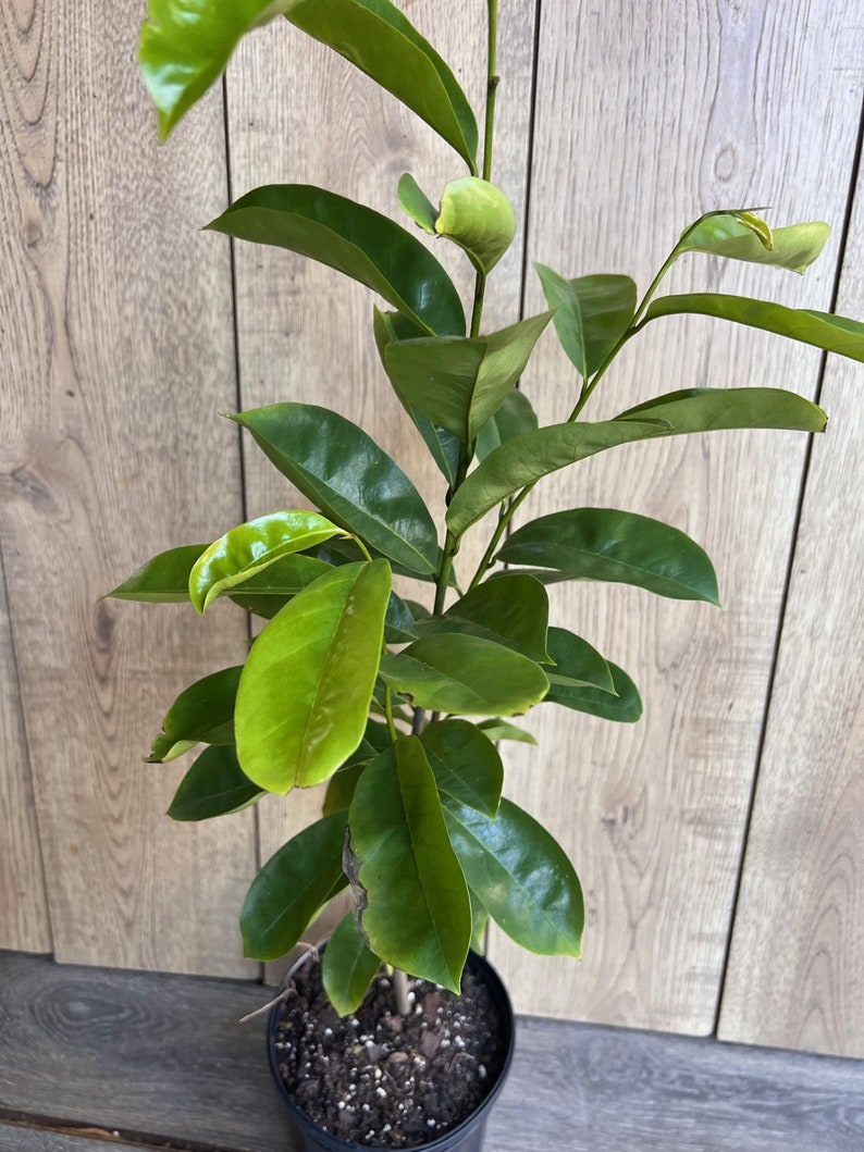 Soursop Tree, guanabana in Half gallon pot , Sirsak, Anona Muricata image 2