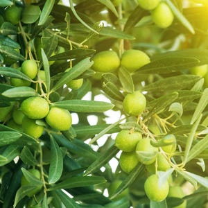 May include: Close-up of green olives growing on a tree branch. The olives are clustered together and surrounded by green leaves. The sun shines brightly in the background.