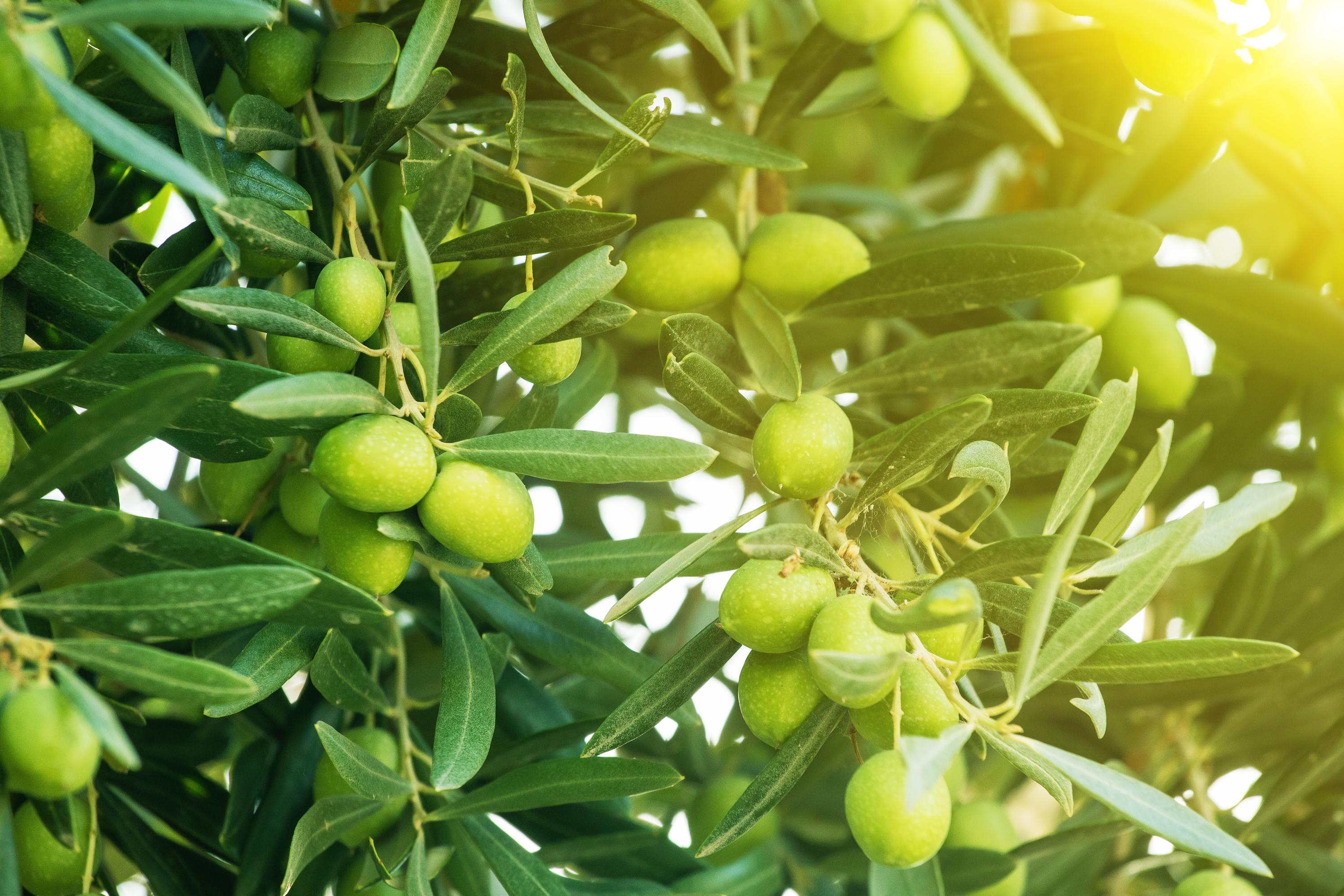 thumbnail image 2 of 10+ Kalamata Olive Seeds For Planting – Grow Your Own Olive Tree – USA Fast Shipping 2 of 6