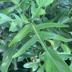 Philodendron Pedatum Glad Hands In 4&quot; Pot