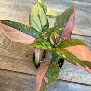 Syngonium Pink Splash in 4" Pot