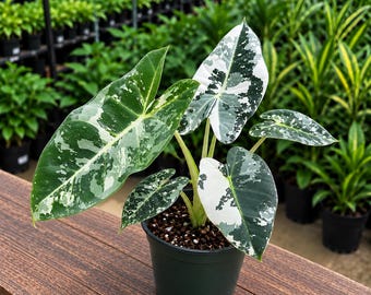 Anthurium Dorayaki X Tezula Anthurium Red Crystallinum Seedlings