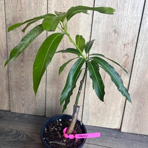 Op de afbeelding: Een groene mango boomzaailing in een zwarte pot met een roze label waarop "Tommy" staat.