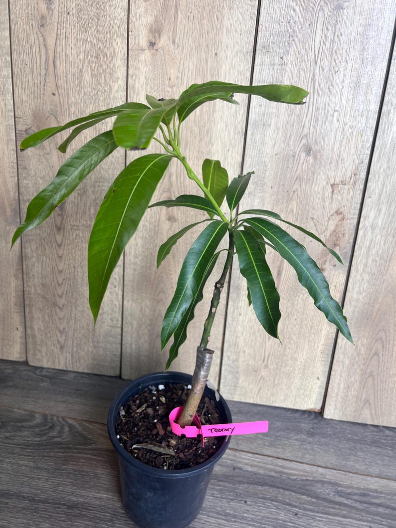 Op de afbeelding: Een groene mango boomzaailing in een zwarte pot met een roze label waarop "Tommy" staat.