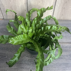 Hurricane Bird Nest Fernin 6&quot; pot Asplenium nidus, Twisted Bird Nest