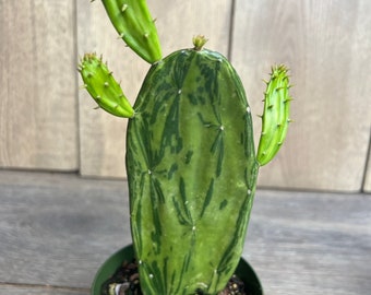 Variegated Opuntia, Prickly Pear Variegated in 6" Pot, Opuntia Cactus - Etsy
