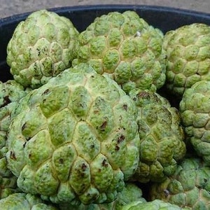 Sugar Apple in 4&quot; pot , Srikaya, Annona Squamosa, Sweetsop Tree