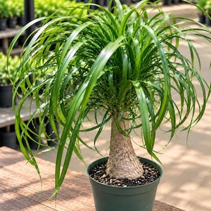 May include: A ponytail palm plant with a thick, textured, light brown bulbous trunk and long, slender, arching green leaves. The plant is potted in a simple, dark green plastic container filled with dark soil and small pebbles.