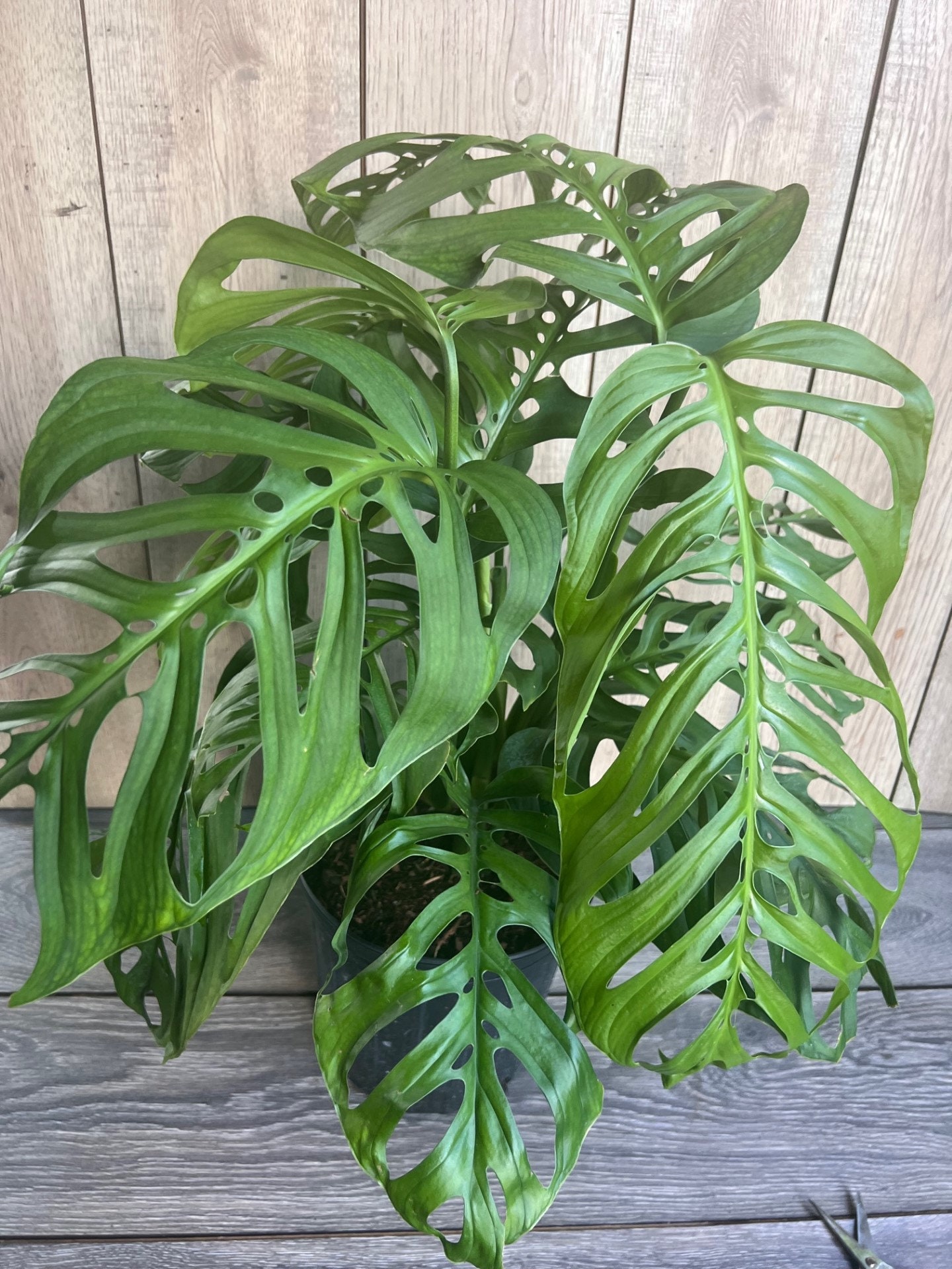 10 Monstera Esqueleto – The Urban Botanist Inc